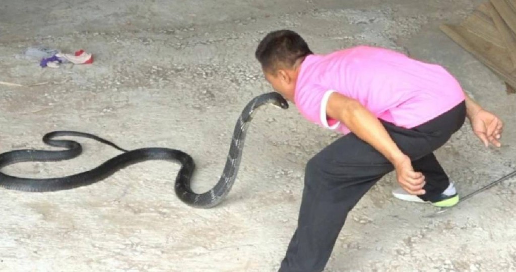 62岁柴布迪表演吻蛇。 （翻摄自Thaiger）
