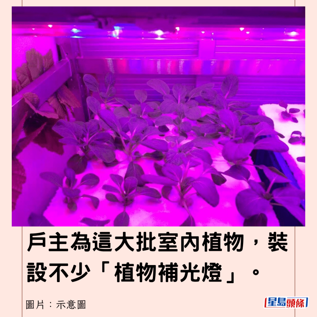户主为这大批室内植物，装设不少「植物补光灯」。