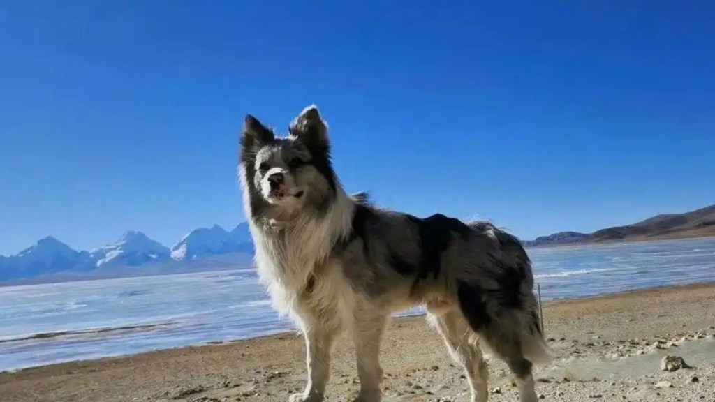 边牧犬「锄头」被偷走转卖后遭宰杀。荔枝新闻