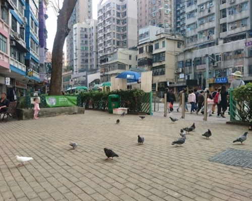 馬頭圍道路邊常有白鴿聚集。網圖