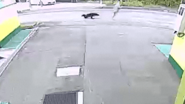 秋田縣大山市早前有熊出沒,襲擊女子。路透社 秋田縣大山市早前有熊出沒,襲擊女子。路透社