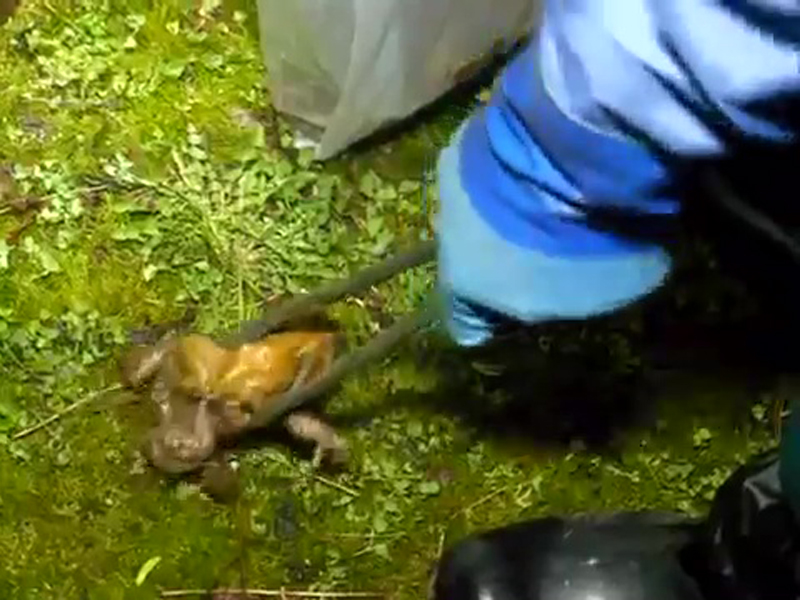 深川市大約有30人自發組成「毒蟾蜍驅逐隊」。（網圖）