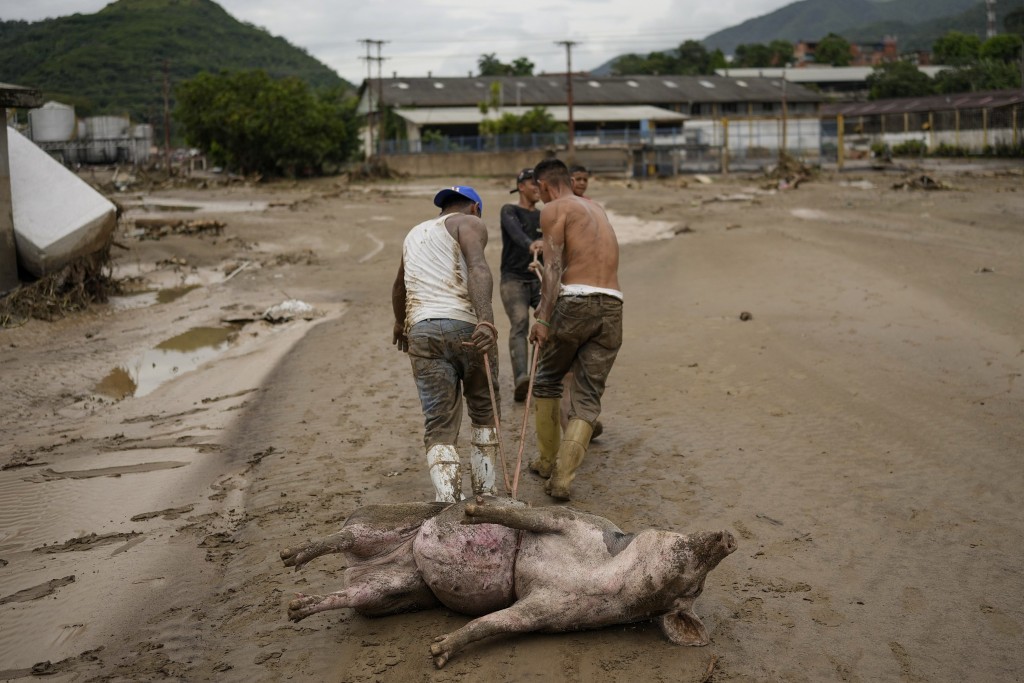 暴雨引发洪水后，一名男子在泥泞中拖出一只被困的活猪。AP
