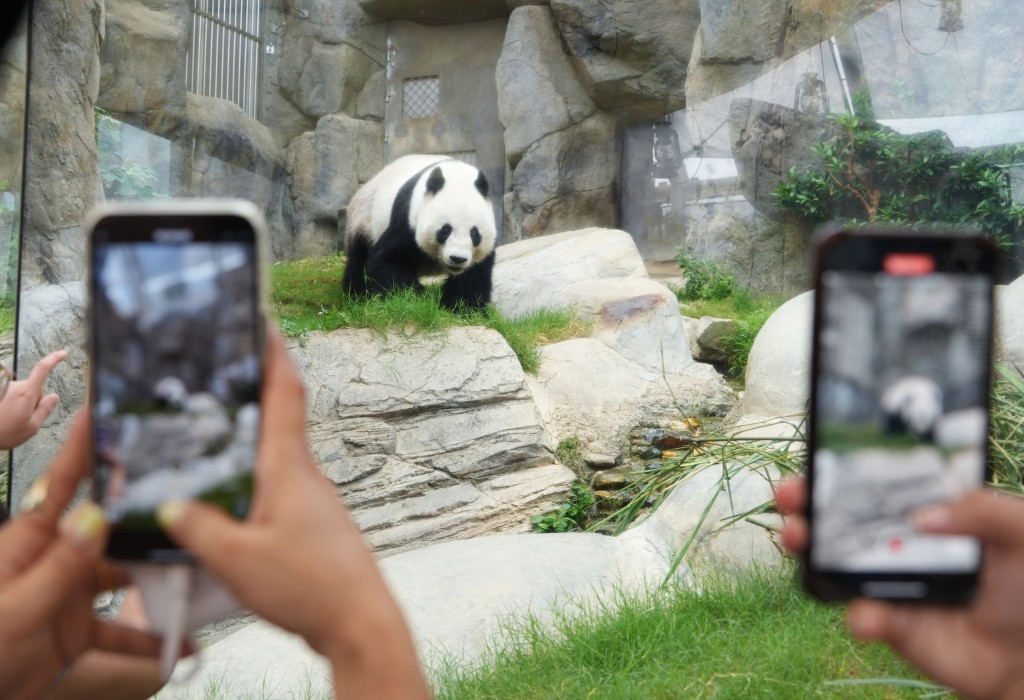 園方現時養飼大熊貓盈盈、樂樂。資料圖片