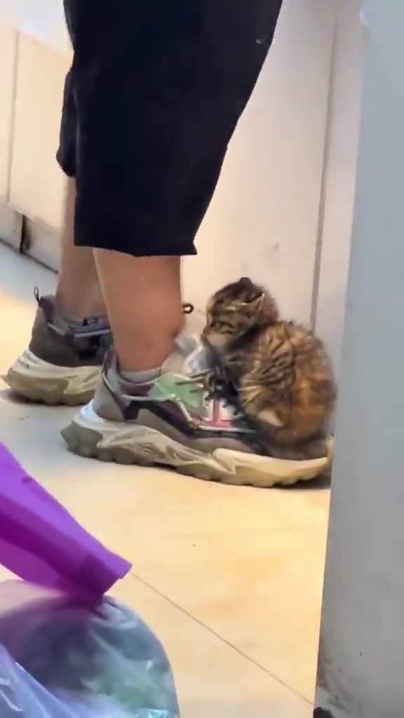 网上流传一段BB猫店长黏人短片。网上截图