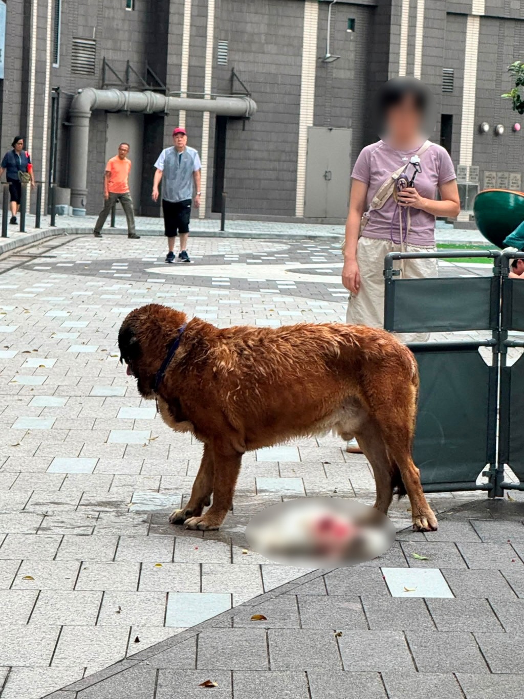 白色小狗身軀鮮血淋漓,遺下血洞,狀甚恐怖。Threads:yyy.yuu 白色小狗身軀鮮血淋漓,遺下血洞,狀甚恐怖。Threads:yyy.yuu