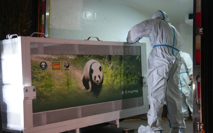 大熊猫平平福双已启程赴美。 新华社