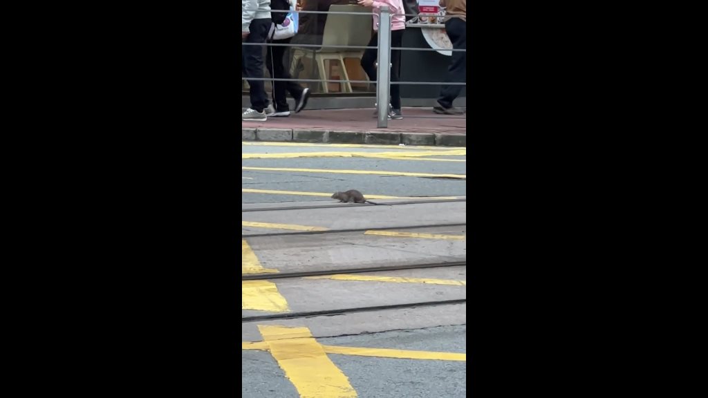 老鼠跑累了，一度在馬路中心的電車路軌旁停下稍事休息。網上截圖