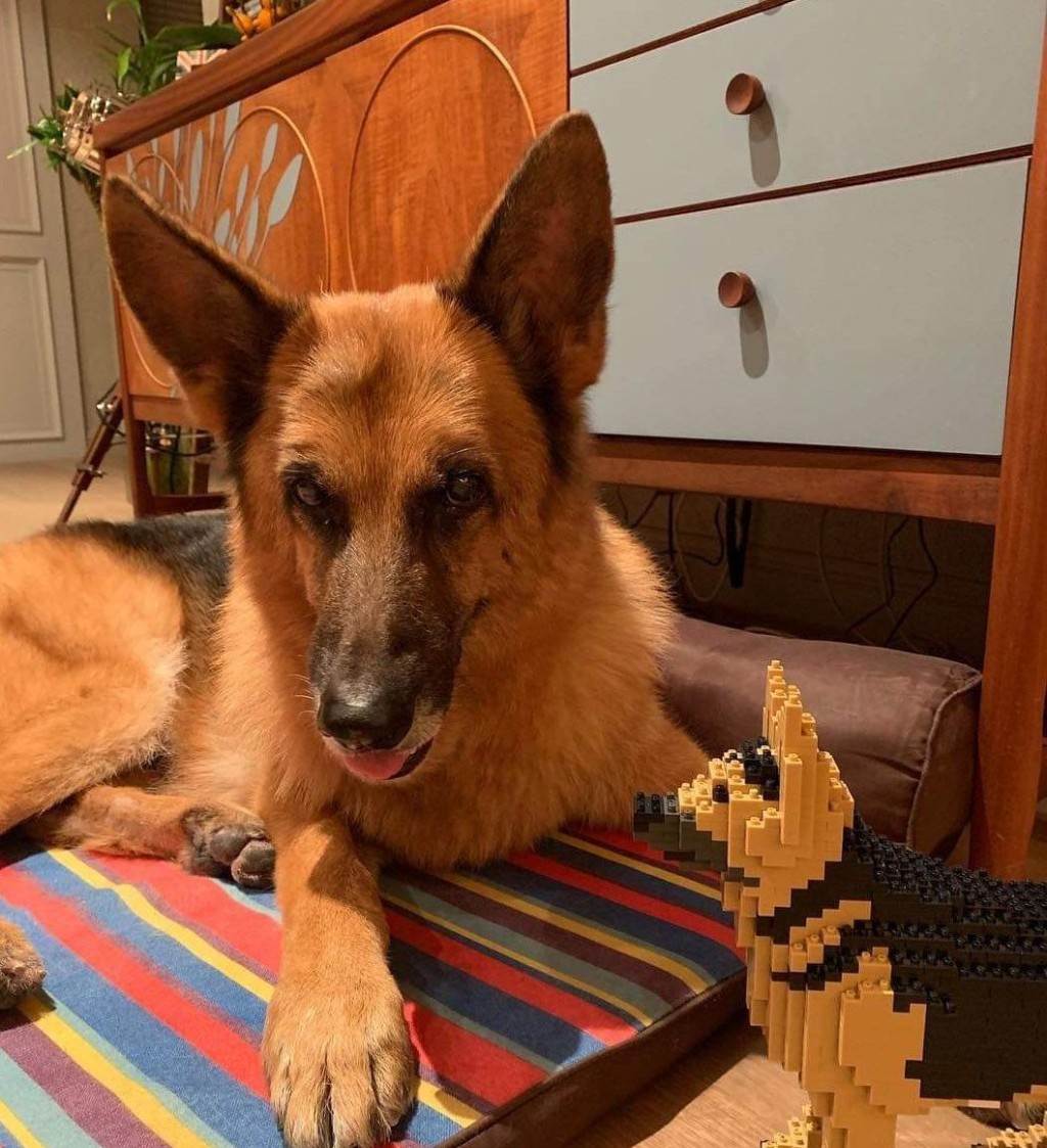 Lucky有名种血统，非常优质。