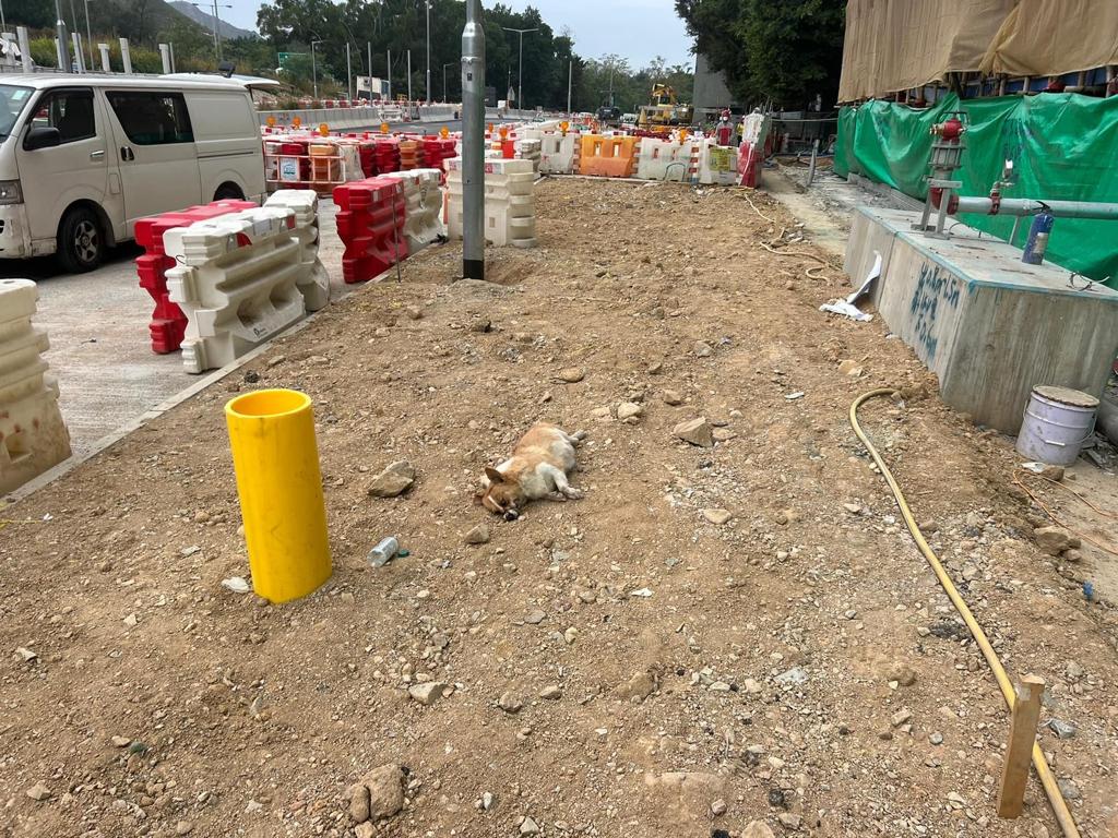 哥基犬伏屍在地盤外的爛地。香港動物報提供圖片