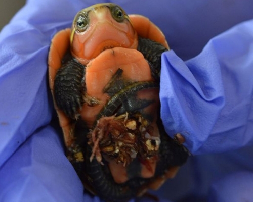 伦敦动物园诞大头龟幼龟。IG图