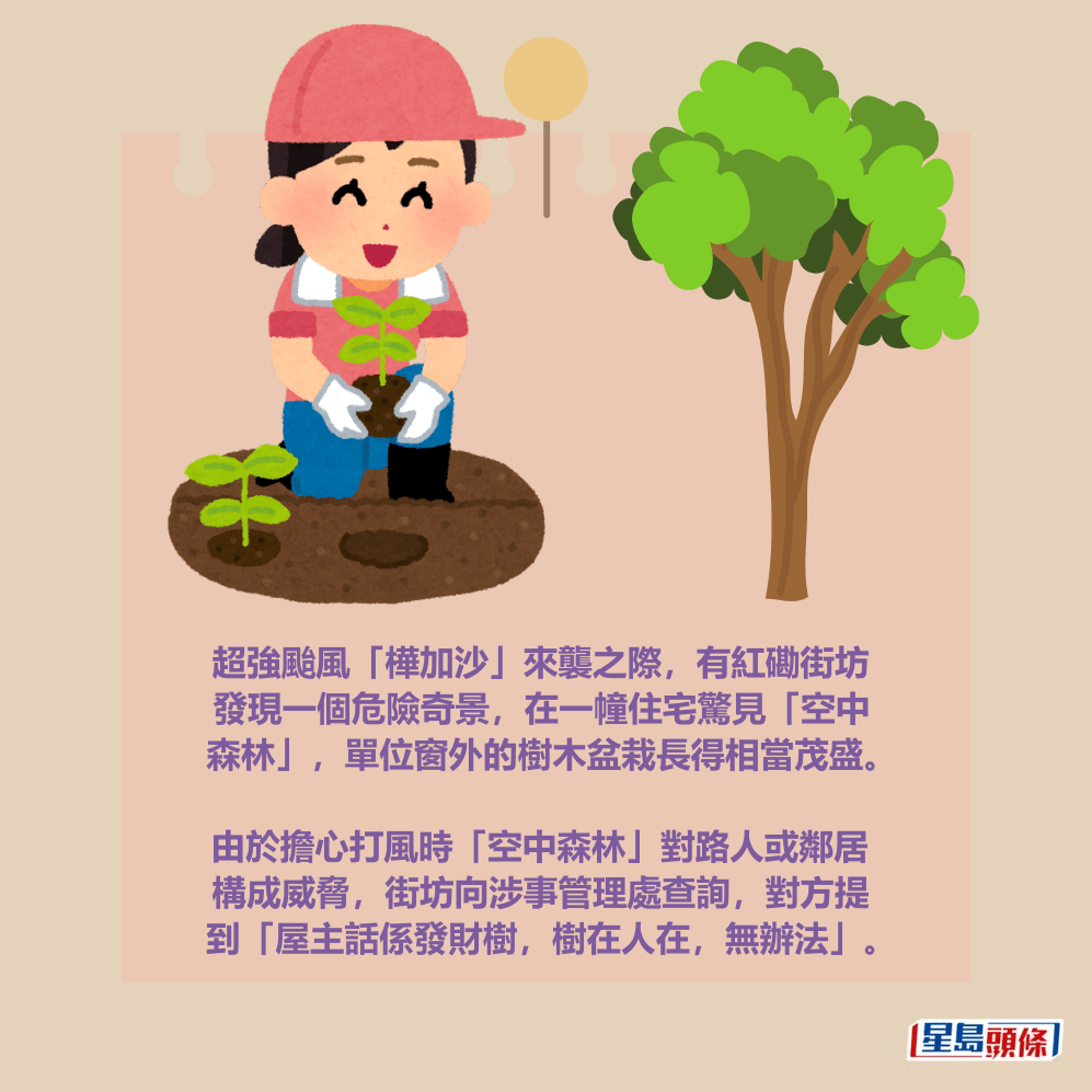 超強颱風「樺加沙」來襲之際，有紅磡街坊 發現一個危險奇景，在一幢住宅驚見「空中 森林」，單位窗外的樹木盆栽長得相當茂盛。  由於擔心打風時「空中森林」對路人或鄰居 構成威脅，街坊向涉事管理處查詢，對方提 到「屋主話係發財樹，樹在人在，無辦法」。