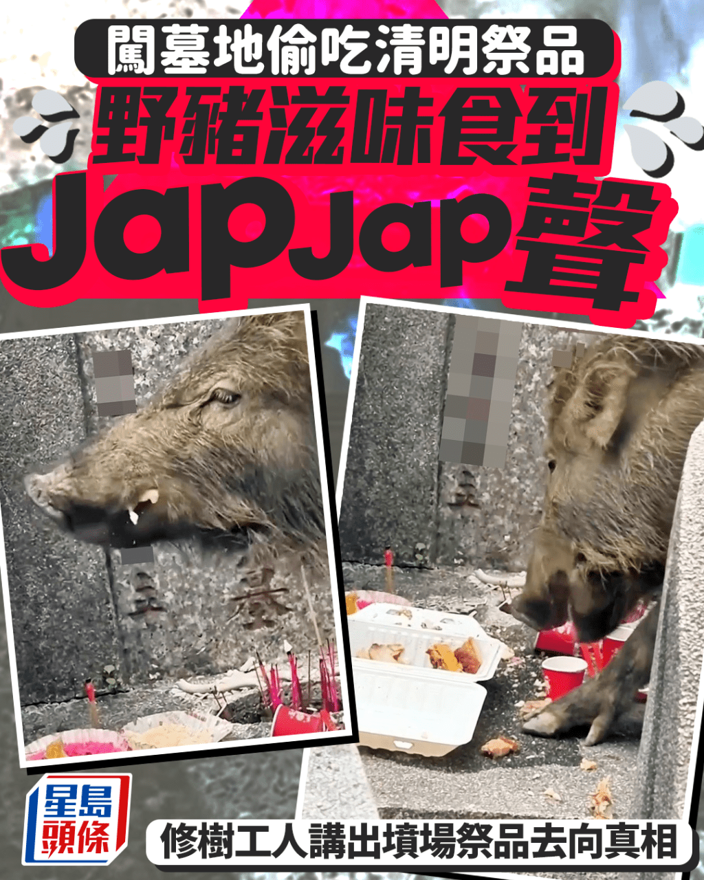 闖墓地偷吃清明祭品 野豬滋味食到JapJap聲 修樹工人講出墳場祭品去向真相｜Juicy叮