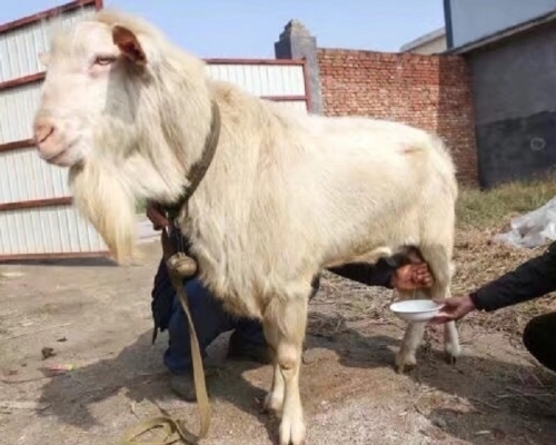 石家莊有一隻公羊能產奶。網上圖片