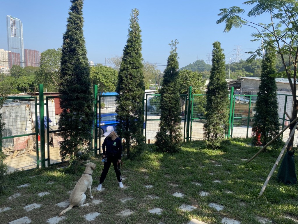 導盲犬每日會由訓練員到草地公園放行及散步。