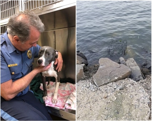 斗牛㹴现现于警署受到照料。图:Monmouth County Prosecutor's Office Fb