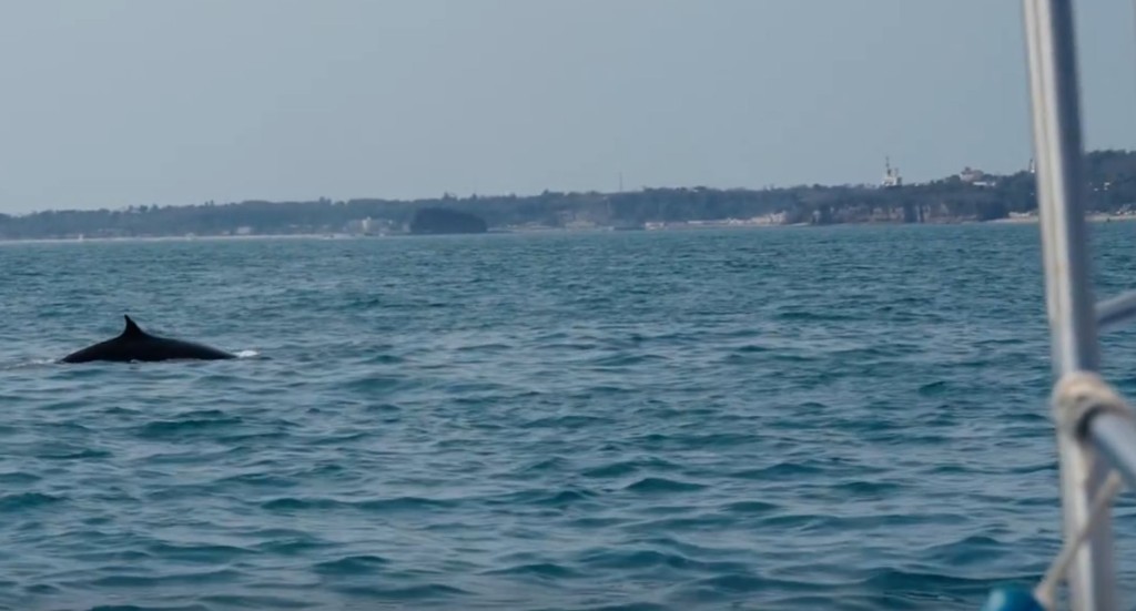 广西涠洲岛游客极近距离观鲸，导致鲸鱼周身伤痕。小红书＠苍澜