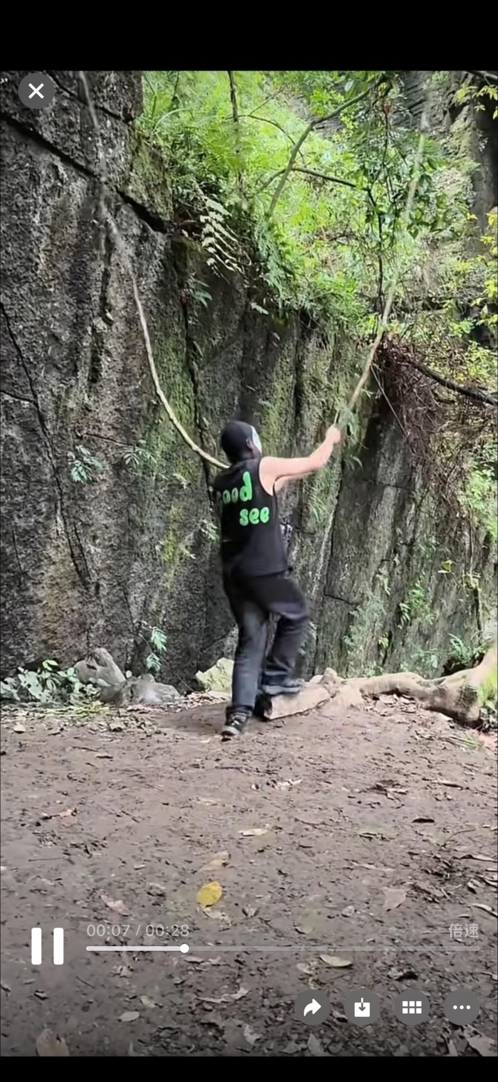 湖北网红树藤遭“正义”蒙面人,以安全为由擅自斩断。 湖北网红树藤遭“正义”蒙面人,以安全为由擅自斩断。