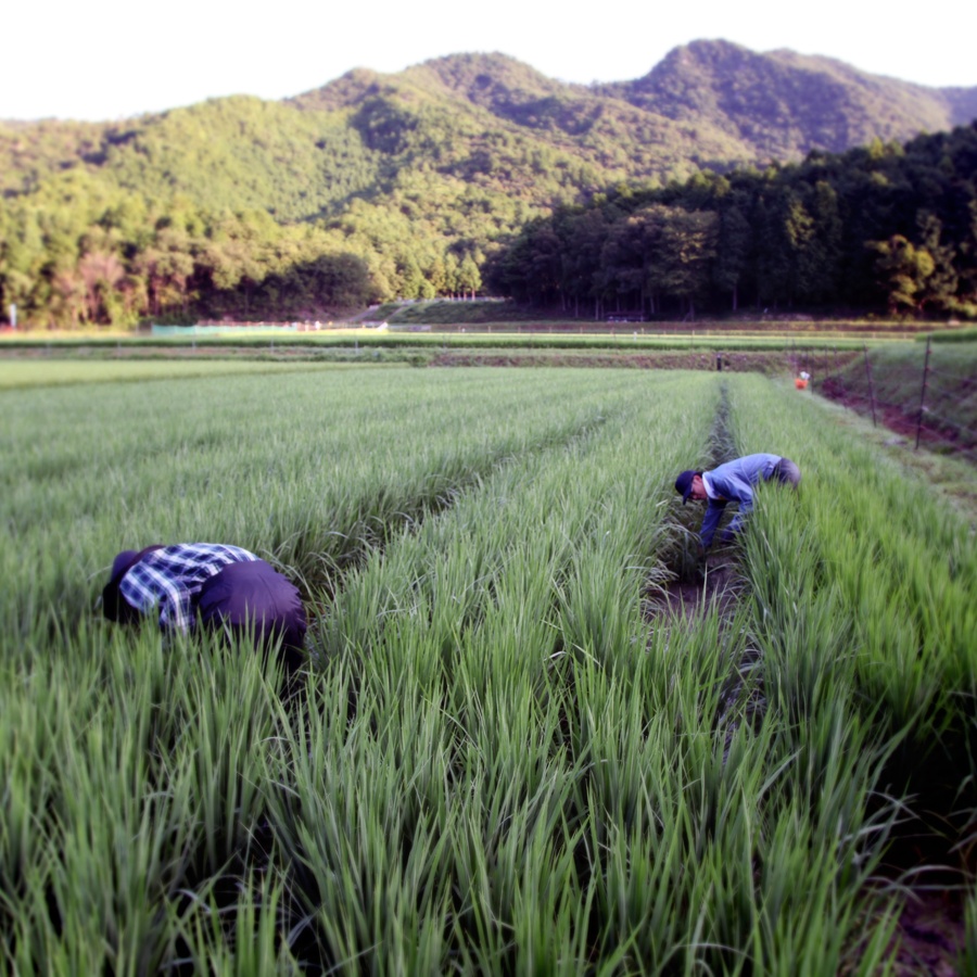 「醸し人九平次」釀酒由親手種植清酒的原材料——米開始