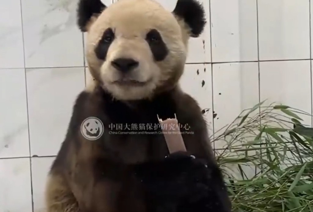 網傳雅安熊貓基地裏一隻大熊貓瘦得皮包骨。