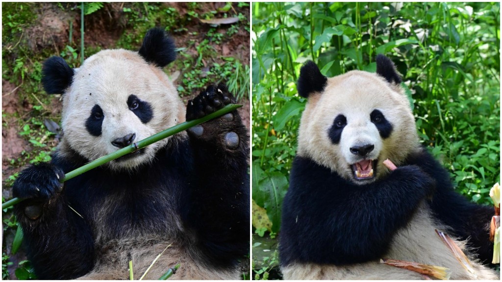 大熊貓「雲川」(左)和「鑫寶」(右)。