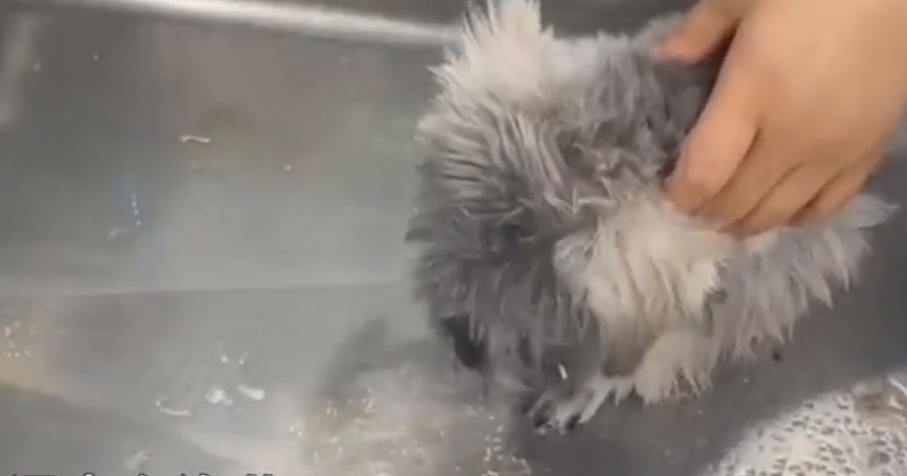 小狗被催吐吐出水。 影片截圖