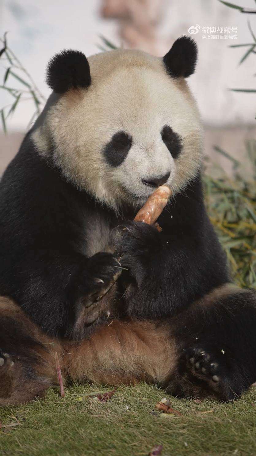 大熊貓「七七」吃笋子。網上圖片