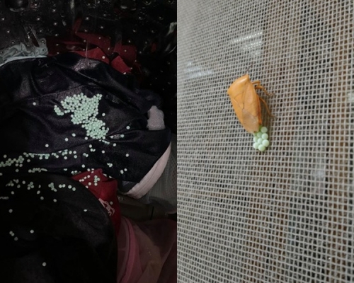左为网民上传的「假虫卵」，实际为衣物清香珠、右为臭屁虫产卵。网图