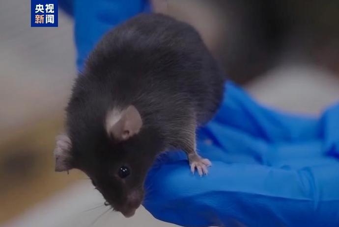 神舟二十一號實驗鼠百里挑一。 央視 神舟二十一號實驗鼠百里挑一。 央視