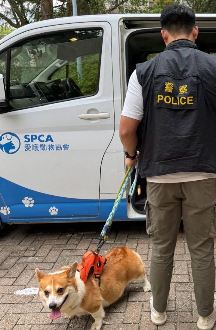 警方在涉案人單位發現另外3隻狗，愛協帶走照顧。警方圖片