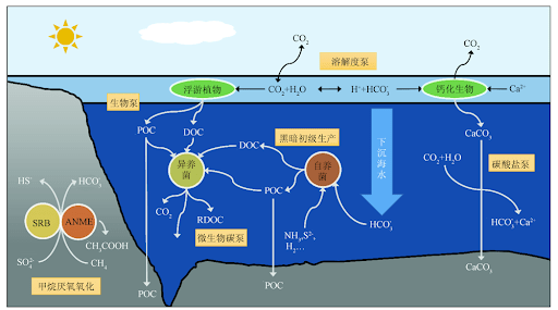 厭氧古菌可以在深海極端環境下存活。