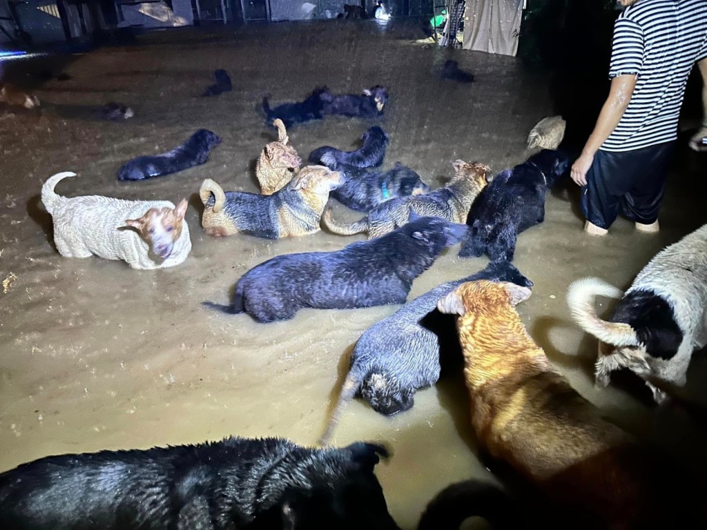 黑雨期间坪輋有狗场被淹没。