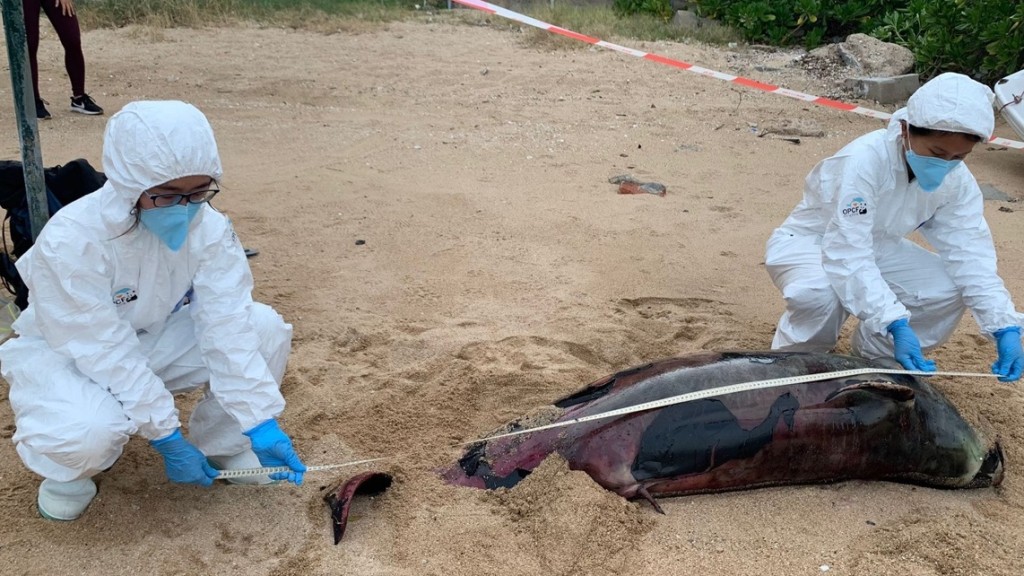 長洲現江豚屍體嚴重腐爛。 相片由香港海洋公園保育基金提供