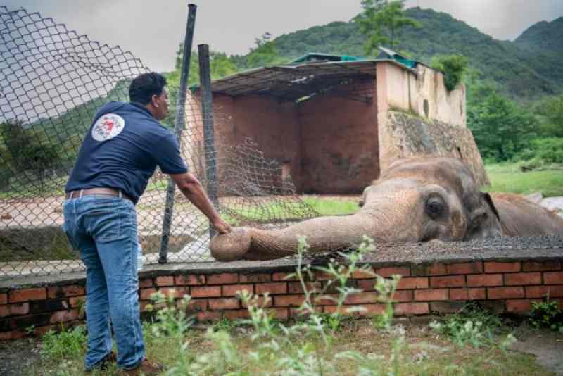 人道組織Four Paws人員幫卡萬搬離動物園。AP