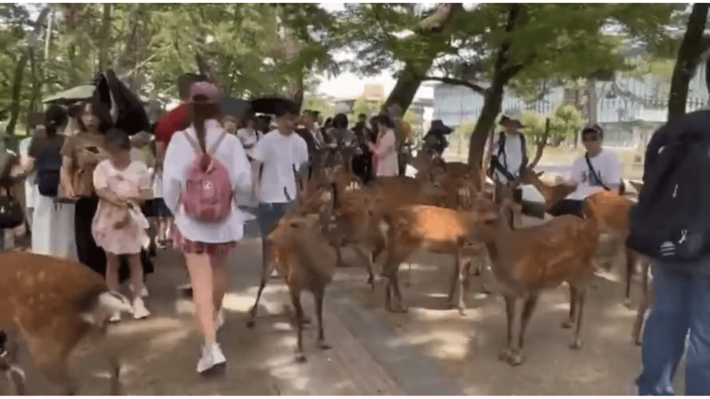 网传影片显示路上挤满了游客和鹿群，原本相当和平。