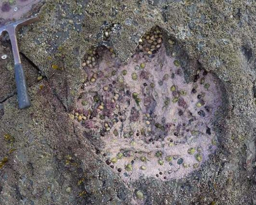 科學家在蘇格蘭天空島發現了近50個恐龍腳印。(網圖)