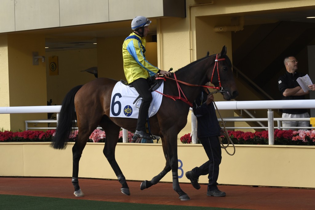 「大至尊」明日配潘頓挑戰香港打吡大賽。