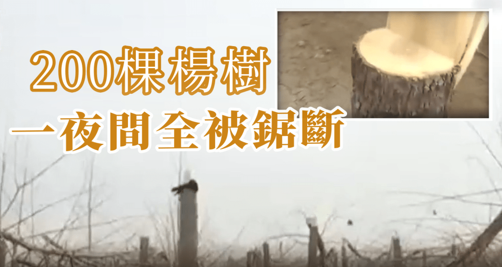 200棵楊樹一夜間全遭鋸斷變成廢木。網圖
