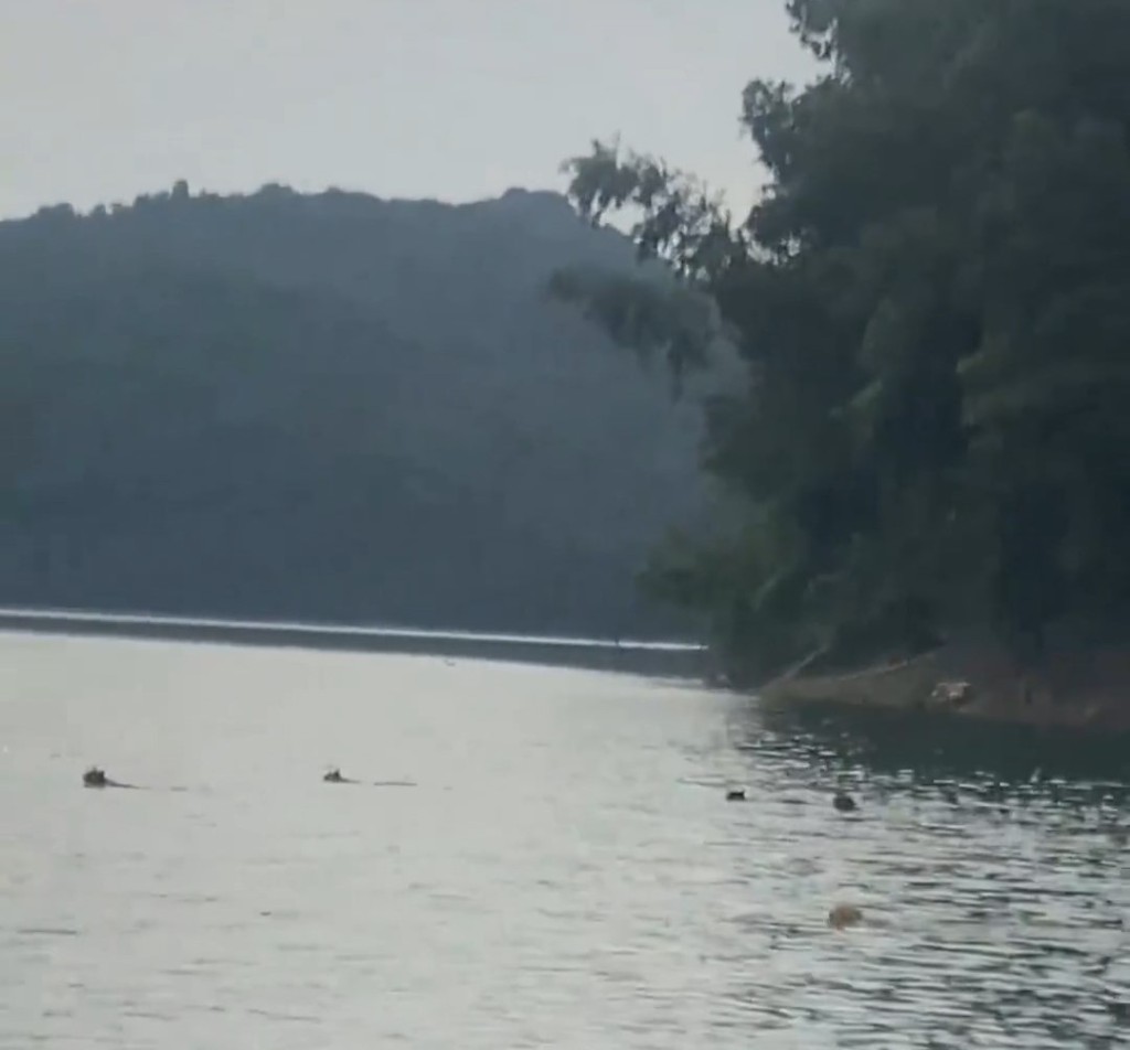 有貓隻跳入水後向深水處游。微博@韓路