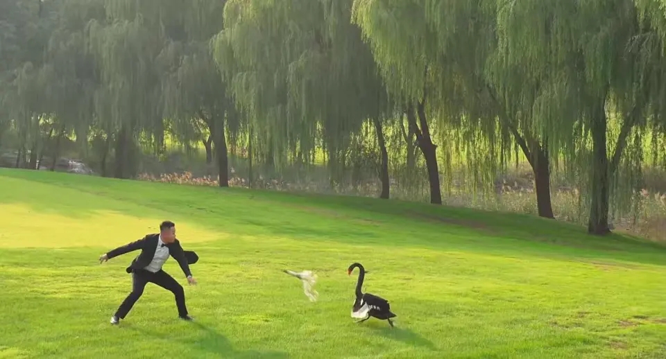 山東新人拍婚紗照,黑天鵝突入「搶新娘」,新郎掟花束對抗。 山東新人拍婚紗照,黑天鵝突入「搶新娘」,新郎掟花束對抗。