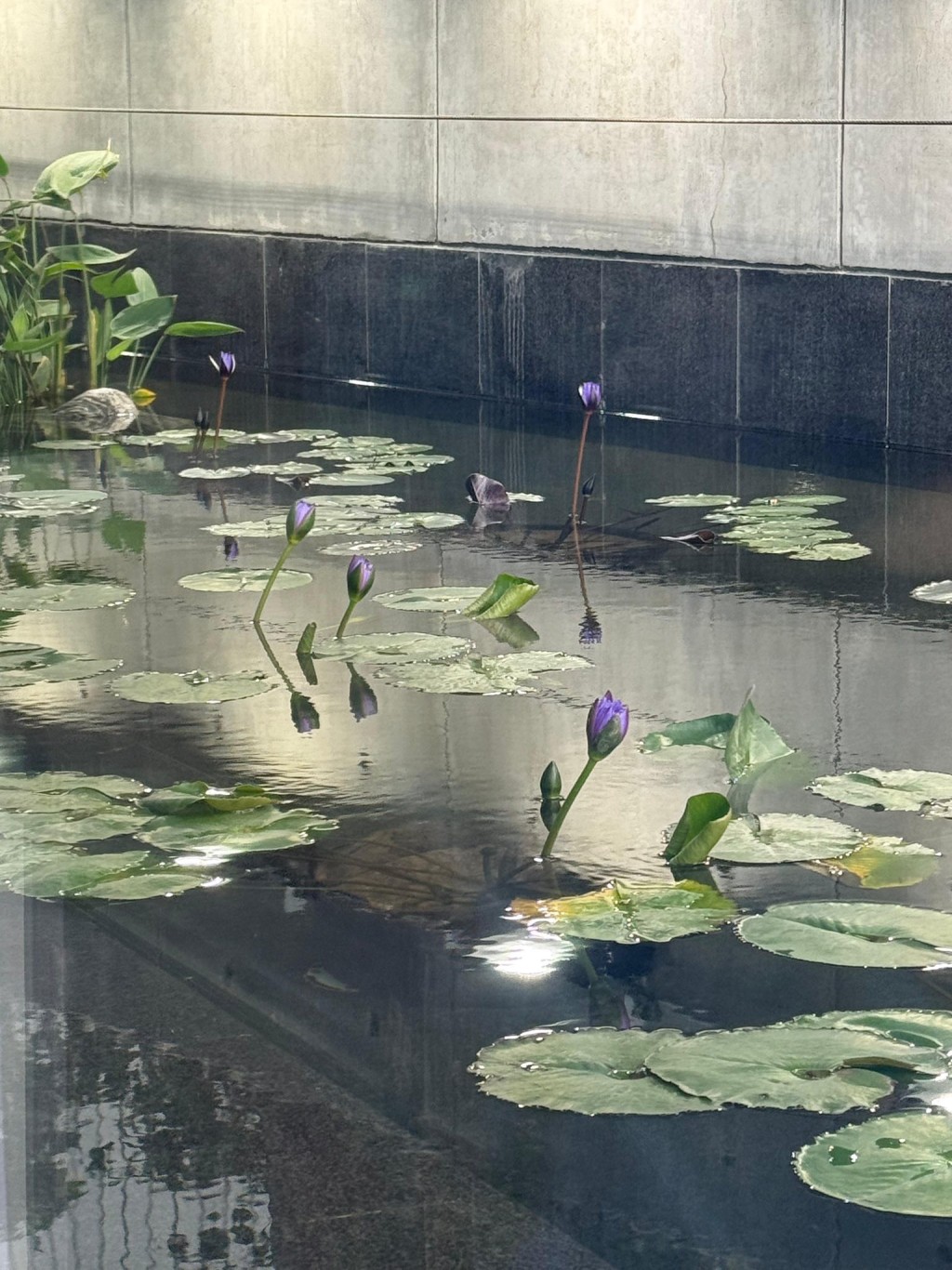 蓮花池煥然一新，生氣盎然。梁君彥fb