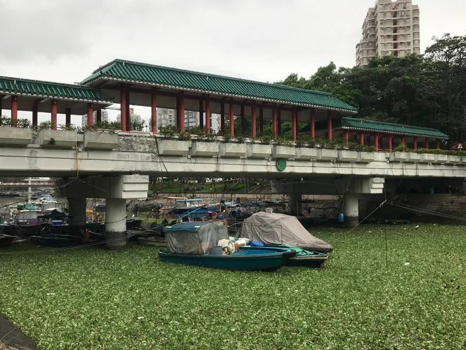 大埔林村河河面惊现大量水浮莲。FB图片