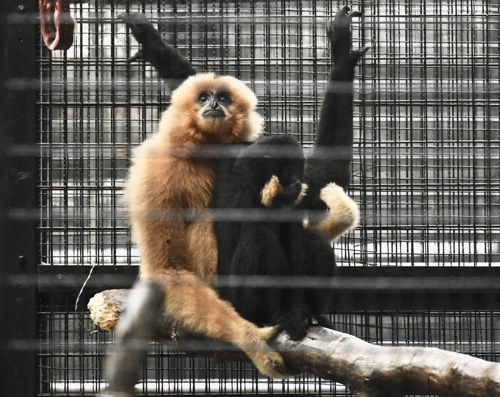 香港動植物公園哺乳類動物區。何君健攝