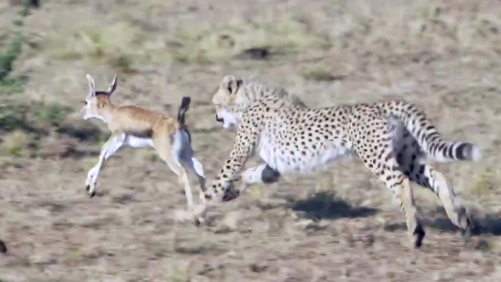 小猎豹正在追捕羚羊宝宝。互联网图片