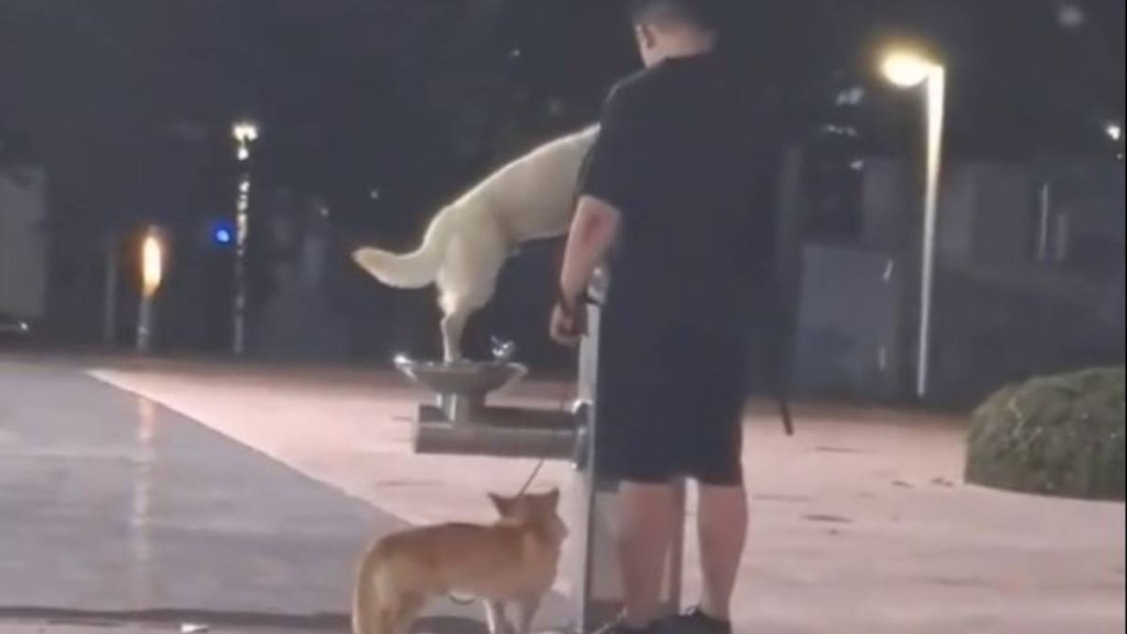 內地多地的公共飲水機被犬隻使用，引起民眾對狗主的批評。