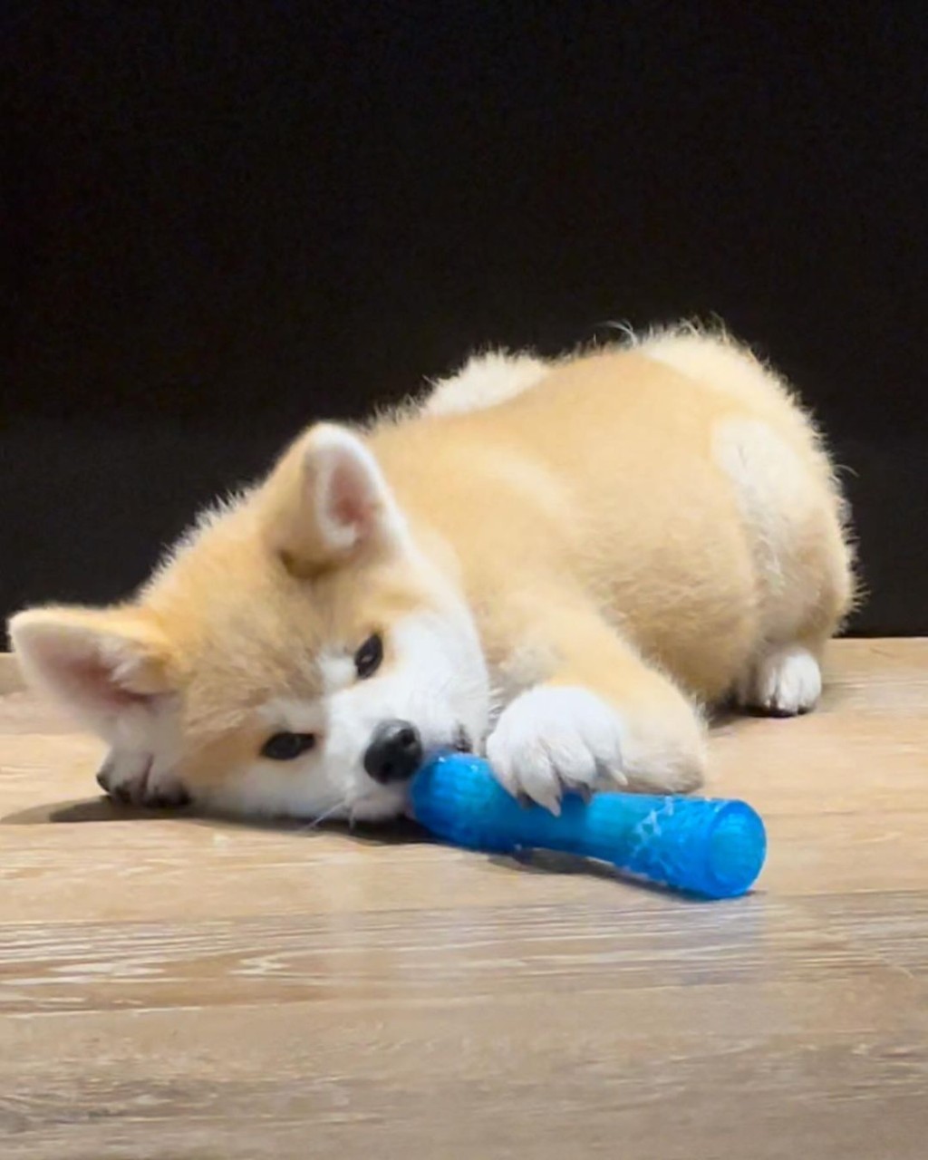 Akio是約4個多月大的秋田犬。