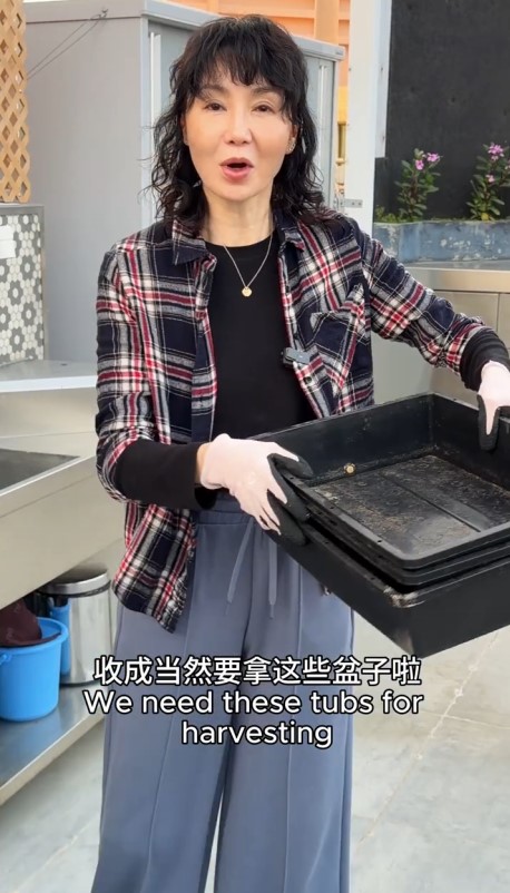 張曼玉的天台有很多巨型植物。 張曼玉的天台有很多巨型植物。