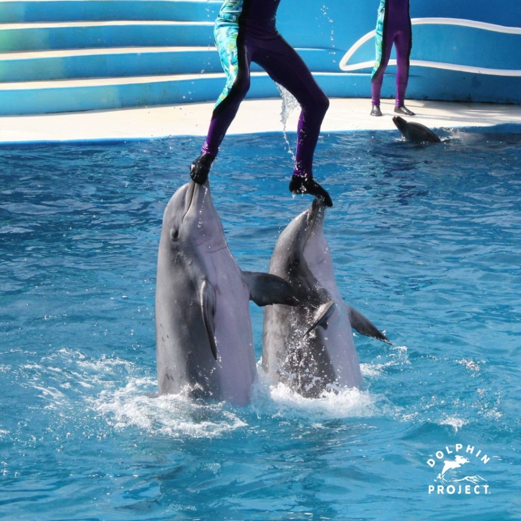 瑞典科爾馬登動物園最年長海豚涅斐勒，誤食美化環境的人工海藻鯁死。@Dolphin_Project 