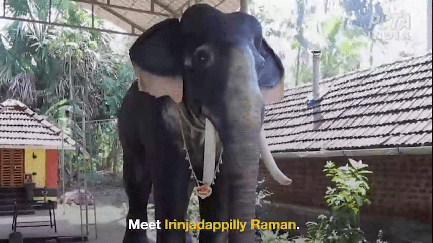 身高约3.2米、重800公斤的机械大象「拉曼」（Irinjadapilly Raman），在克勒拉省特里苏尔县的黑天庙，代替真象执行宗教仪式。网片截图