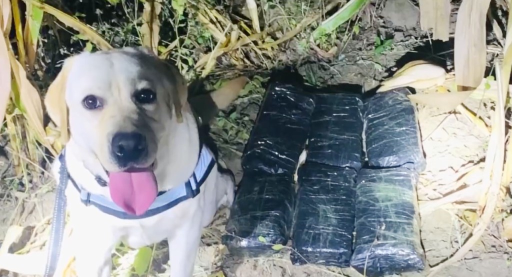 警犬搜出逾12公斤毒「立功」。網片截圖